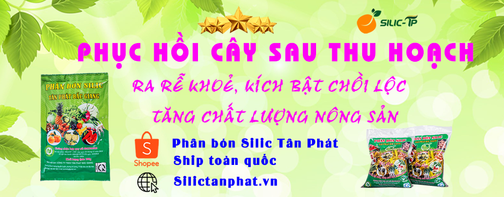 Slide trang chủ 5