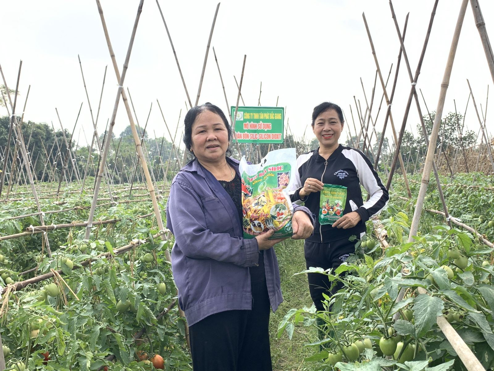 Vườn cây nhà bà Lộc sử dụng phân bón silic Tân phát Bắc Giang đạt hiệu quả cao