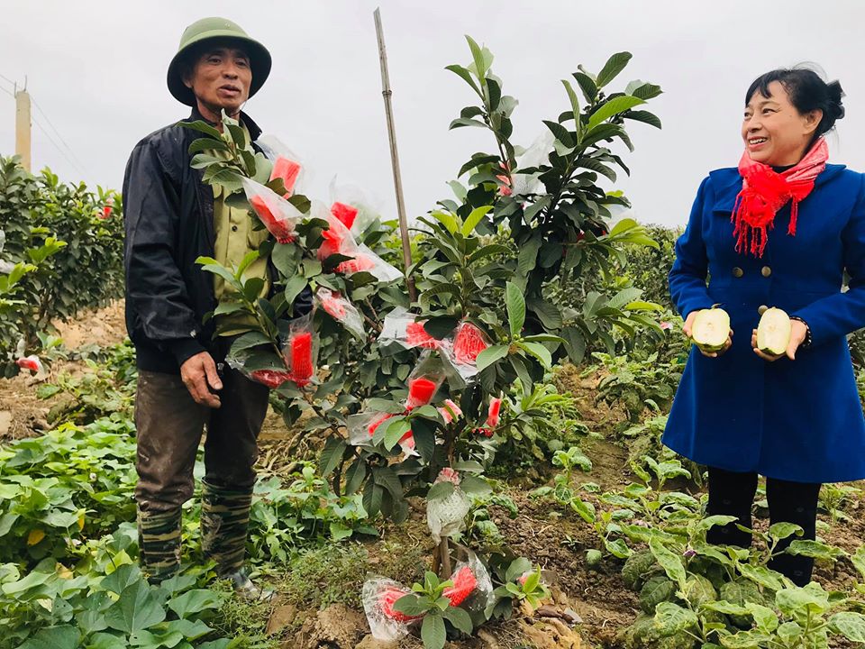 Liên hệ đặt mua Ổi sạch chất lượng cao,Ông Duy 0945.677.505;Bà Hiền 070.893.0965.