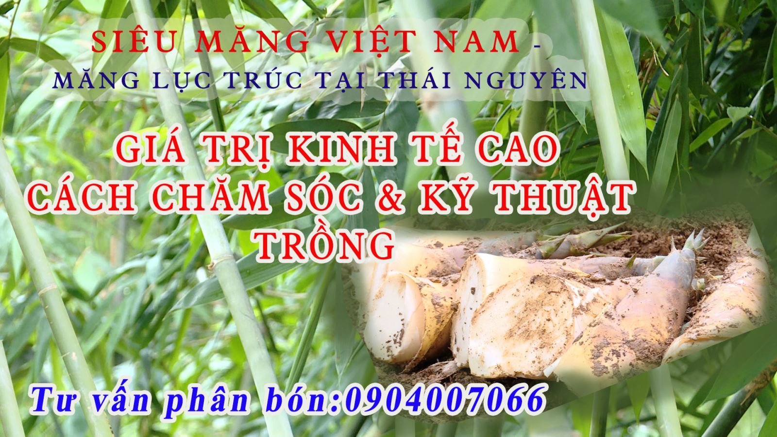 SIÊU MĂNG VIỆT NAM - MĂNG LỤC TRÚC NĂNG SUẤT, GIÁ TRỊ CAO - PHƯƠNG PHÁP TRỒNG HỮU CƠ KẾT HỢP PHÂN BÓN SILIC HẠN CHẾ MUỘI, NẤM, MẦM NHIỀU KHỎE, VỊ ĐẶC BIỆT