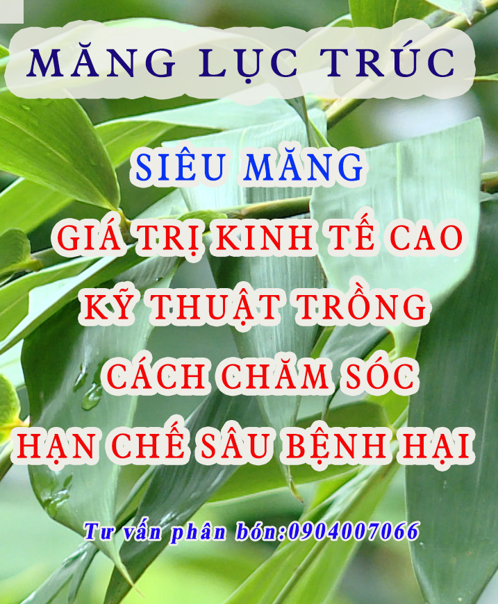 VƯỜN MĂNG LỤC TRÚC 1 GỐC THU 20KG - HIỆU QUẢ, DỄ CHĂM SÓC TẠI THÁI NGUYÊN VÀ BÍ QUYẾT
