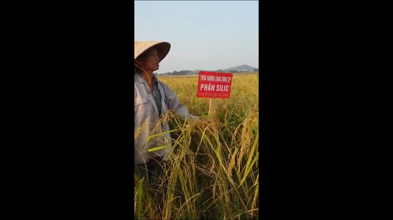 Hiệu quả của phân silic trên cây Lúa nếp tại xã Thanh Mai, Đa Mai, Bắc Giang