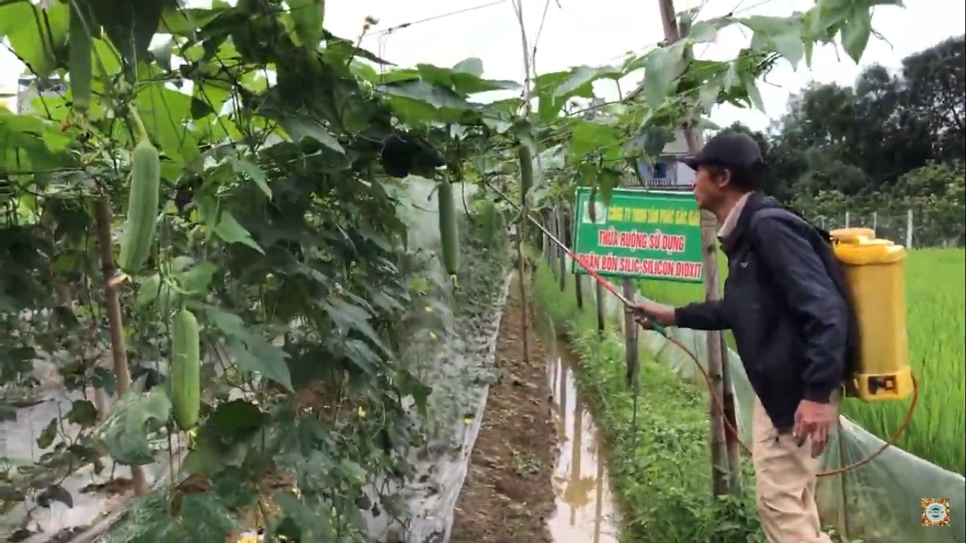 NGƯỜI TRỒNG MƯỚP, BẦU GẶP PHẢI KHÓ KHĂN GÌ? CÁCH KHẮC PHỤC KHÓ KHĂN NÀY.
