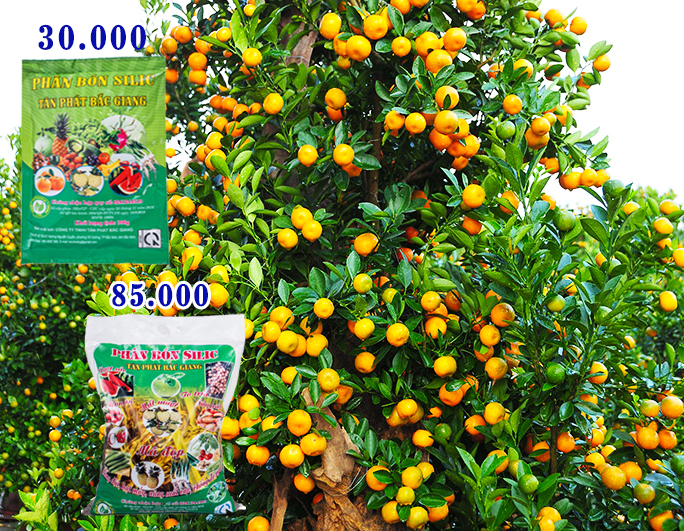 MẸO GIÚP CÂY QUẤT KHỎE MẠNH, LÁ XANH DÀY, QUẢ SAI, MÃ BÓNG ĐẸP, KHÔNG GHẺ SẸO, ÍT SÂU BỆNH, THU SỚM - BÁN ĐƯỢC GIÁ 