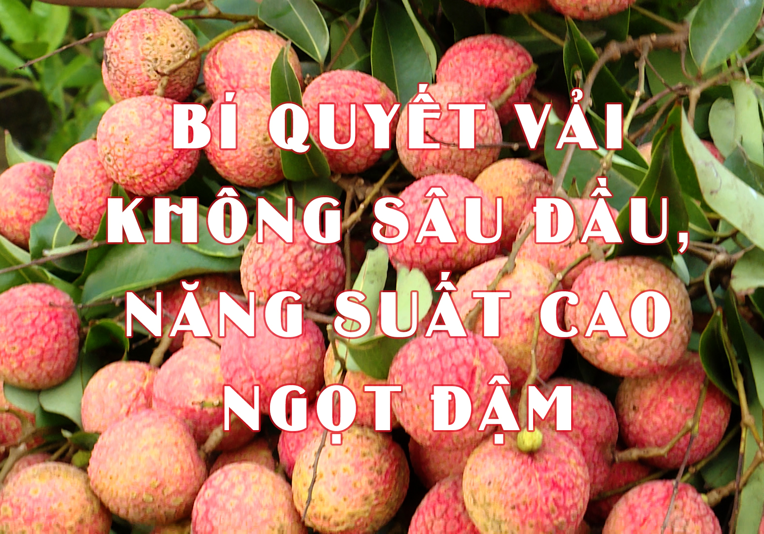 NGƯỜI TRỒNG VẢI THÍCH NHẤT ĐIỀU GÌ? SỬ DỤNG PHÂN BÓN NÀO ĐỂ CÂY PHÁT TRIỂN CHO NĂNG SUẤT CAO NHẤT